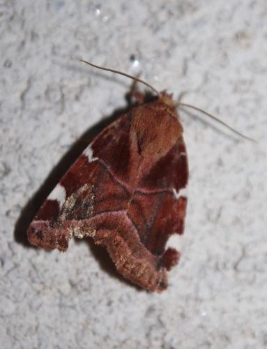 Cosmia diffinis